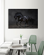 Obraz Tajomný čierny kôň, black horse
